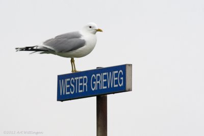 Larus Canus / Stormmeeuw / Common gull