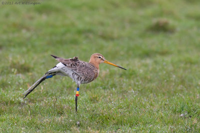 Limosa limosa / Grutto / Black-tailed Godwit