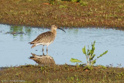 Numenius Arquata / Wulp / Eurasian Curlew