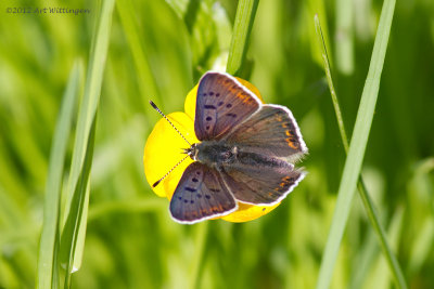 Lycaena tityrus / Bruine Vuurvlinder / Sooty Copper