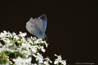 Celastrina argiolus / Boomblauwtje / Holly Blue