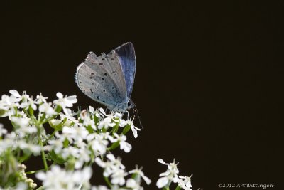 Boomblauwtje / Holly Blue