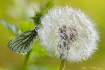 Pienis napae / Klein geaderd Witje / Green-veined white