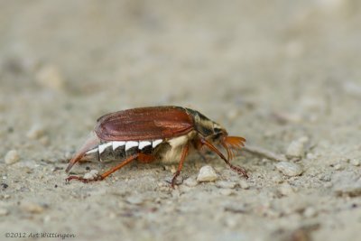 Melolontha melolontha / Meikever / Cockchafer