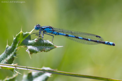 Enallagma cyathigerum / Watersnuffel / Common blue damselfly