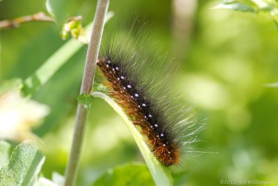 Grote Beervlinder / Garden tiger moth