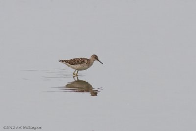 Tringa Glareola / Bosruiter / Wood Sandpiper 