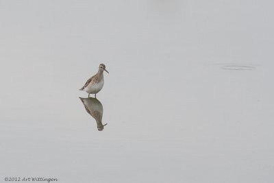 Tringa Glareola / Bosruiter / Wood Sandpiper 