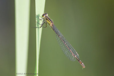 Ischnura ellegans / Lantaarntje / Blue-tailed Damselfly