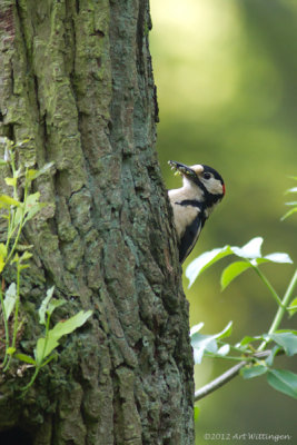 Dendrocopos Major / Grote Bonte Specht / Great Spotted Woodpecker