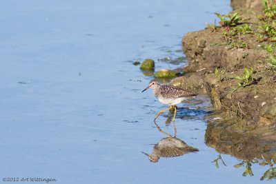 Tringa Glareola / Bosruiter / Wood Sandpiper 