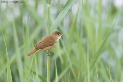 Kleine Karekiet / Reed Warbler