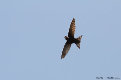 Apus apus / Gierzwaluw / Common swift