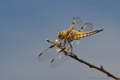 Viervlek / Four-spotted Chaser