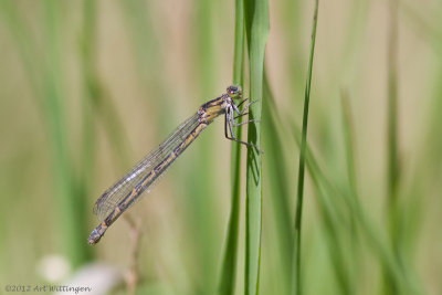 Enallagma cyathigerum / Watersnuffel / Common blue damselfly