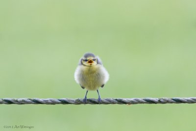 Cyanistes caeruleus  / Pimpelmees / Blue Tit