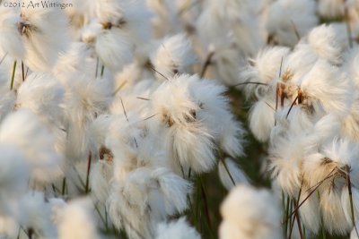 Veenpluis / Common Cottongrass