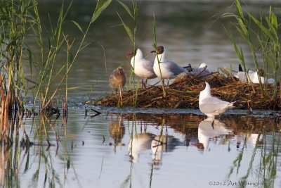 Chroicocephalus ridibundus / Kokmeeuw / Black headed Gull