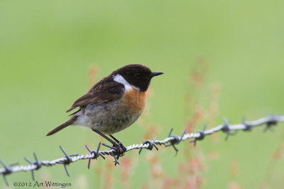 Saxicola Rubicola / Roodborsttapuit / European Stonechat