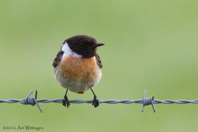 Saxicola Rubicola / Roodborsttapuit / European Stonechat