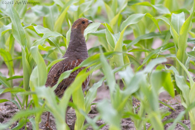 Perdix perdix / Patrijs / Grey Partridge