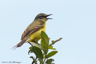 Motacilla flava / Gele kwikstaart / Blue-headed Wagtail