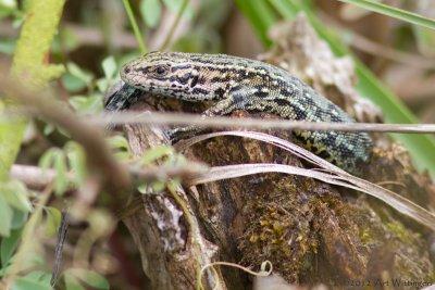 Zootoca vivipara / Levendbarende hagedis / Common Lizard