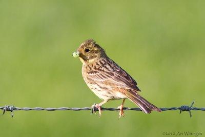 Emberiza Citrinella / Geelgors / Yellowhammer