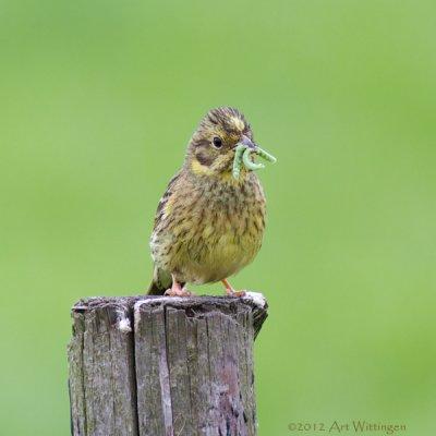 Emberiza Citrinella / Geelgors / Yellowhammer