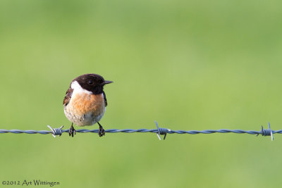 Saxicola Rubicola / Roodborsttapuit / European Stonechat