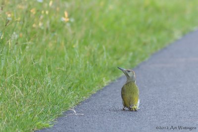 Picus Virdis / Groene Specht / Green Woodpecker