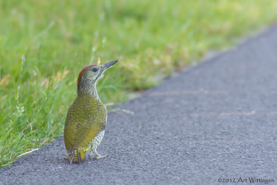 Picus Virdis / Groene Specht / Green Woodpecker