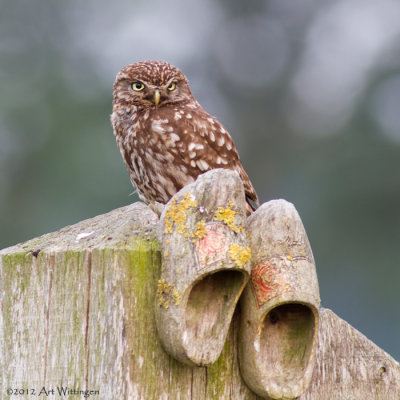 Athene noctua / Steenuil / Little owl