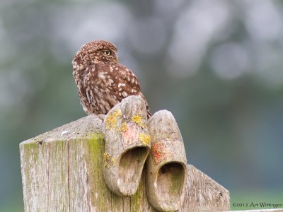 Athene noctua / Steenuil / Little owl