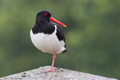 Haematopus Ostralegus / Scholekster / Eurasian Oystercatcher