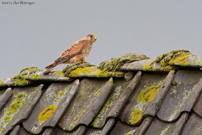 Falco Tinnunculus / Torenvalk / Kestrel