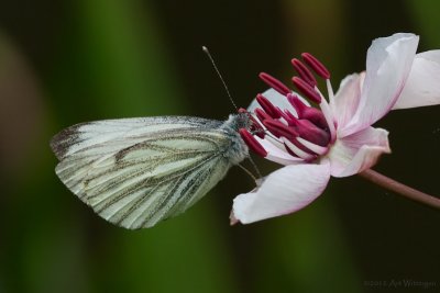 Klein-geaderd Witje / Green-veined white