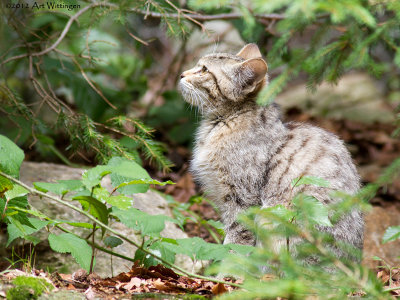 Felis silvestris / Wilde kat / Wildcat