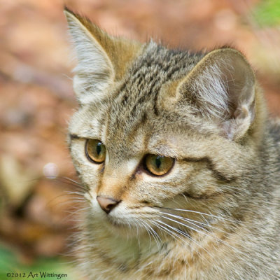 Felis silvestris / Wilde kat / Wildcat