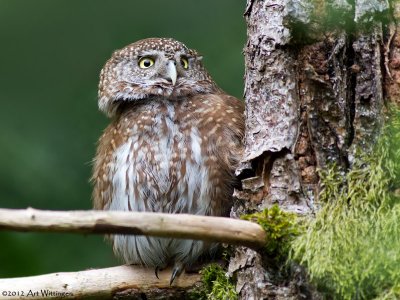 Glaucidium passerinum / Dwerguil / Eurasian Pygmy owl