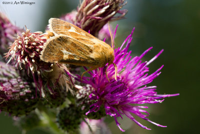 Cerapteryx graminis / Bonte grasuil / Antler moth