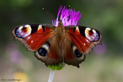 Inachis io / Dagpauwoog /  Peacock Butterfly