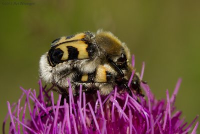 Trichius fasciatus / Penseelkever / Bee beetle