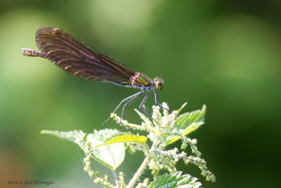 Calopteryx virgo / Bosbeekjuffer / Beautiful Demoiselle