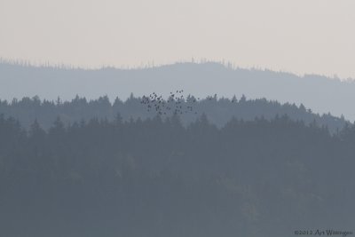 Beierse Woud / Bavarian Forest