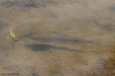 Beekforel / Brown trout