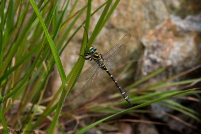 Cordulegaster boltonii / Gewone Bronlibel / Golden-ringed Dragonfly