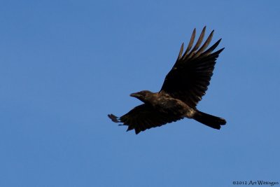 Corvus Corone / Zwarte Kraai / Carrion Crow