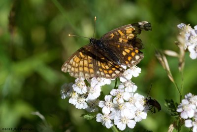 Melitaea (Mellicta) spec. / Bosparelmoerachtige vlinder / Heath Fritillary
