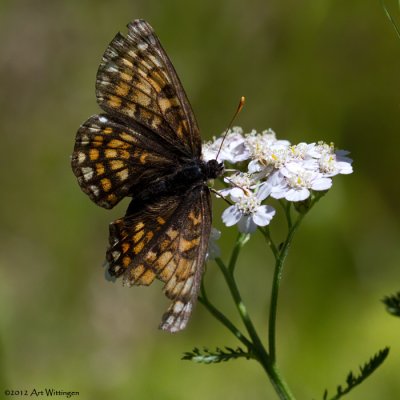 Melitaea (Mellicta) spec. / Bosparelmoerachtige vlinder / Heath Fritillary